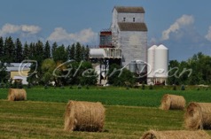 Longburn (relocated to Bloom area farm)
July 2009
